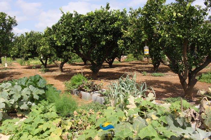 Landwirtschaft und Kochen Mallorca - Mallorca – Travel & Event – Services